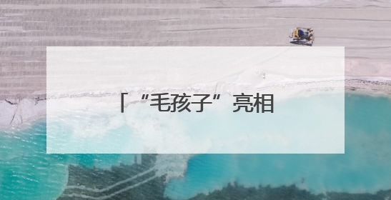 “毛孩子”亮相福州这里！还有很多福利……