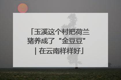 玉溪这个村把荷兰猪养成了“金豆豆”｜在云南样样好