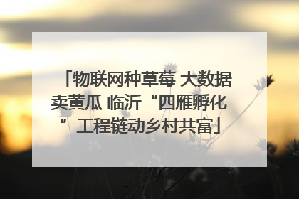 物联网种草莓 大数据卖黄瓜 临沂“四雁孵化”工程链动乡村共富