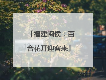 福建闽侯：百合花开迎客来