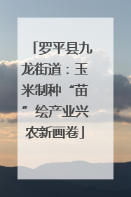 罗平县九龙街道：玉米制种“苗”绘产业兴农新画卷