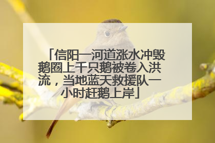 信阳一河道涨水冲毁鹅圈上千只鹅被卷入洪流，当地蓝天救援队一小时赶鹅上岸