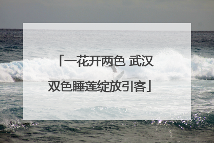一花开两色 武汉双色睡莲绽放引客