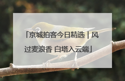 京城拍客今日精选｜风过麦浪香 白塔入云端