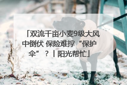 双流千亩小麦9级大风中倒伏 保险难撑“保护伞”？丨阳光帮忙