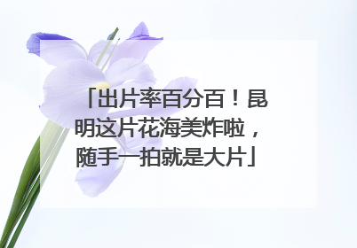 出片率百分百！昆明这片花海美炸啦，随手一拍就是大片