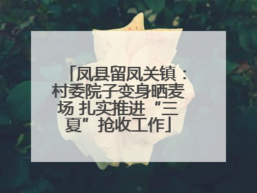凤县留凤关镇：村委院子变身晒麦场 扎实推进“三夏”抢收工作