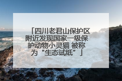 四川老君山保护区附近发现国家一级保护动物小灵猫 被称为“生态试纸”