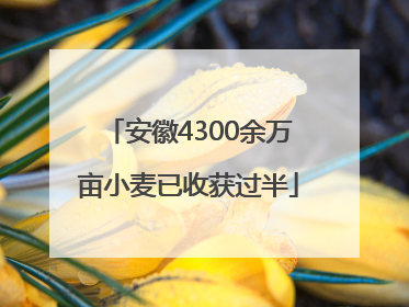 安徽4300余万亩小麦已收获过半
