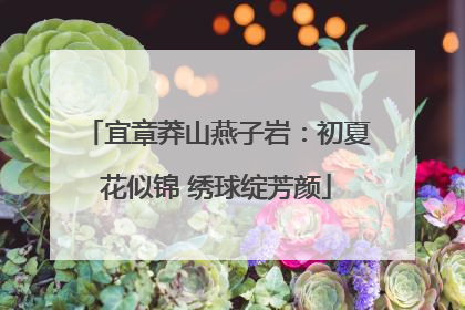 宜章莽山燕子岩：初夏花似锦 绣球绽芳颜
