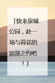 快来泉城公园，赴一场与荷花的浪漫之约吧！