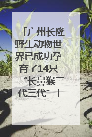 广州长隆野生动物世界已成功孕育了14只“长鼻猴二代三代”