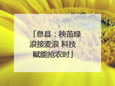 息县：秧苗绿浪接麦浪 科技赋能抢农时