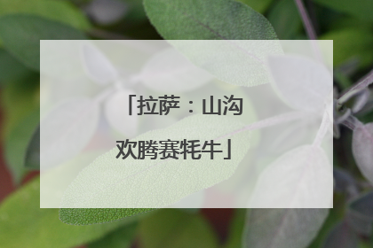 拉萨：山沟欢腾赛牦牛