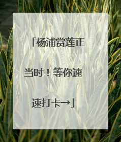 杨浦赏莲正当时！等你速速打卡→