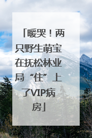 暖哭！两只野生萌宝在抚松林业局“住”上了VIP病房