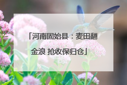 河南固始县：麦田翻金浪 抢收保归仓