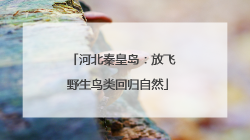 河北秦皇岛：放飞野生鸟类回归自然