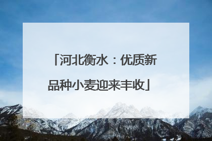 河北衡水：优质新品种小麦迎来丰收