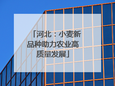 河北：小麦新品种助力农业高质量发展