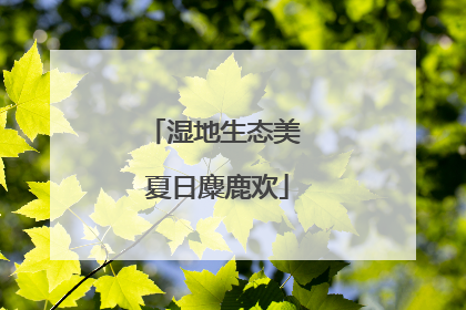 湿地生态美 夏日麋鹿欢