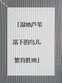 湿地芦苇荡下的鸟儿繁育胜地