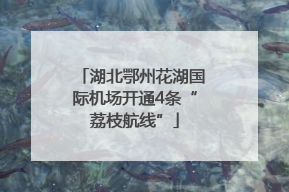湖北鄂州花湖国际机场开通4条“荔枝航线”