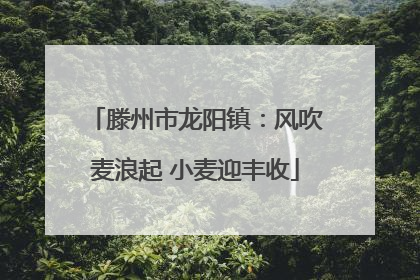 滕州市龙阳镇：风吹麦浪起 小麦迎丰收
