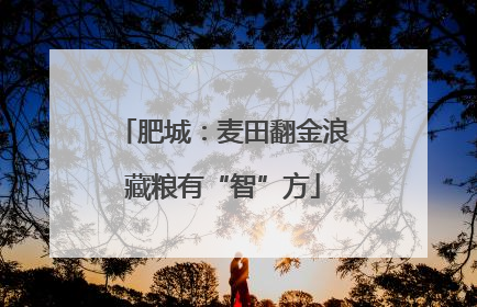 肥城：麦田翻金浪藏粮有“智”方