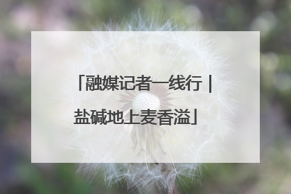 融媒记者一线行｜盐碱地上麦香溢