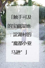 触手可及的宝藏湿地：淀湖村的“魔都小亚马逊”