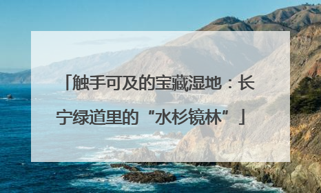 触手可及的宝藏湿地：长宁绿道里的“水杉镜林”