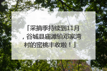 采摘季持续到11月，谷城县庙滩镇邓家湾村的蜜桃丰收啦！