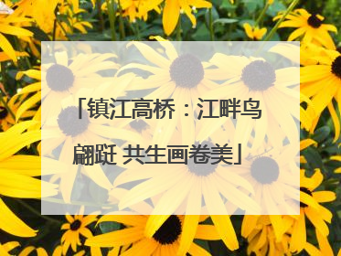 镇江高桥：江畔鸟翩跹 共生画卷美