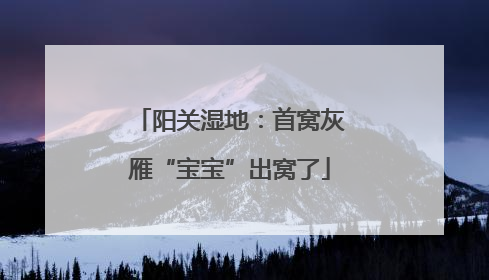 阳关湿地：首窝灰雁“宝宝”出窝了