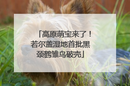 高原萌宝来了！若尔盖湿地首批黑颈鹤雏鸟破壳