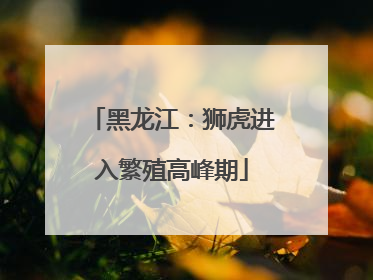 黑龙江：狮虎进入繁殖高峰期