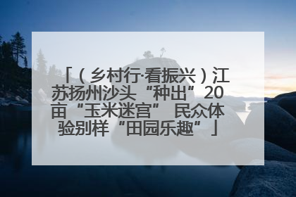 （乡村行·看振兴）江苏扬州沙头“种出”20亩“玉米迷宫” 民众体验别样“田园乐趣”
