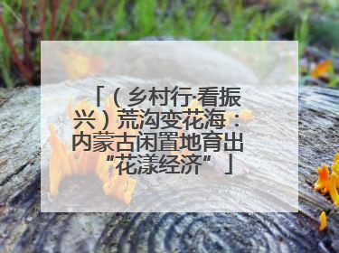 （乡村行·看振兴）荒沟变花海：内蒙古闲置地育出“花漾经济”