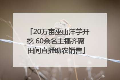 20万亩巫山洋芋开挖 60余名主播齐聚田间直播助农销售